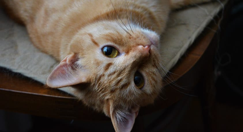 Tabby cat laying on the couch