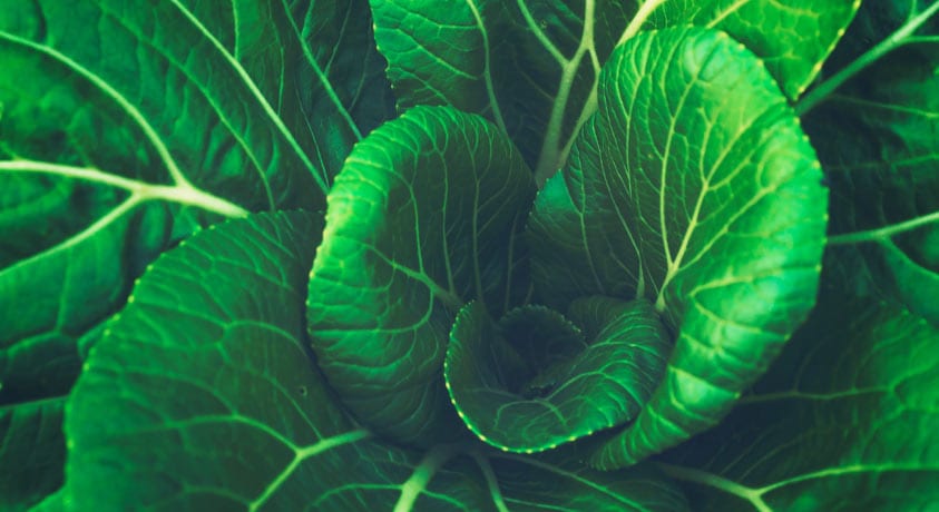 Aerial close-up view of a green Chinese cabbage